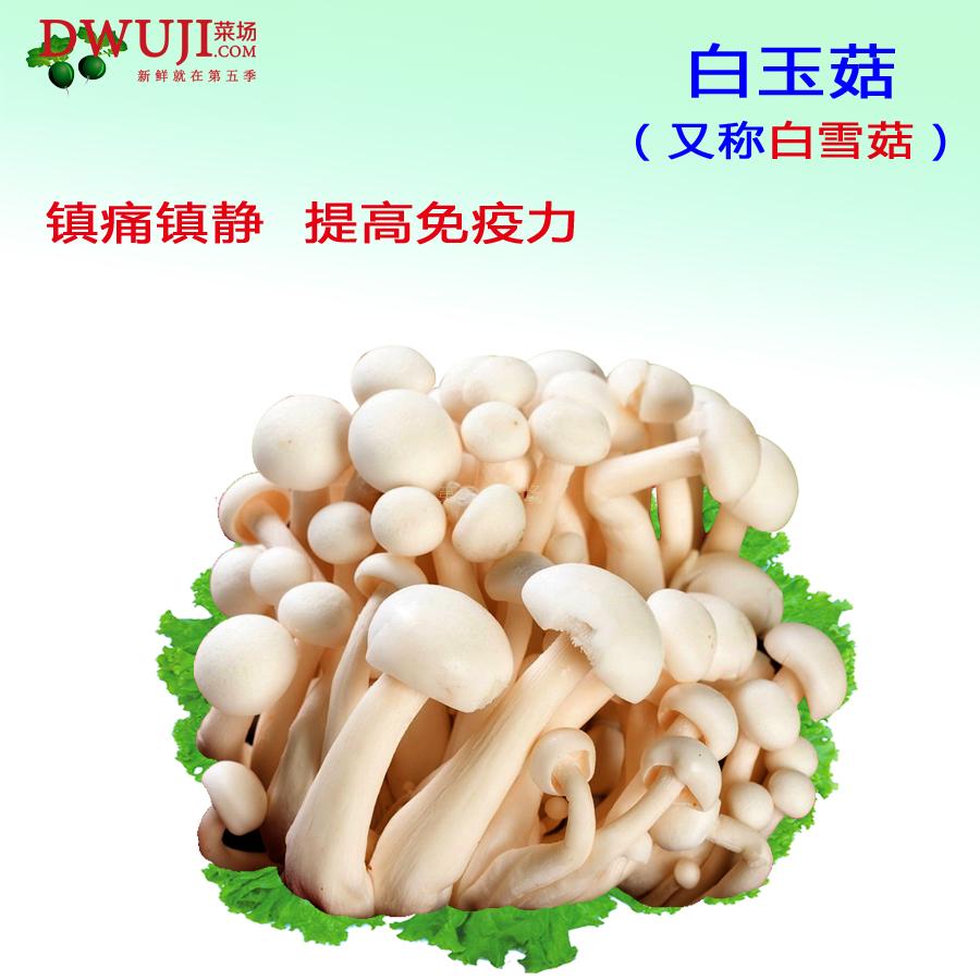 白玉菇